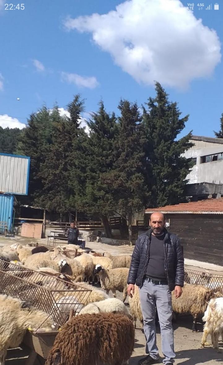 Pendik Güzelyalı Mahallesi Adak Kurban Satış Yeri